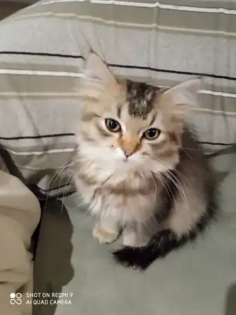 Нежный котенок Лёва ищет дом!, фотография 3