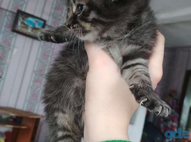 Отдам котят в хорошие руки!, фотография 4