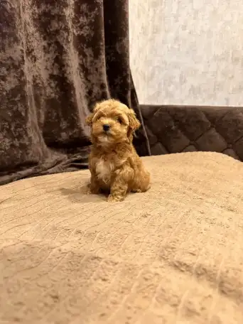 Мальтипу мини, фотография 2