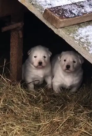 Продаются щенки алабаев, фотография 2