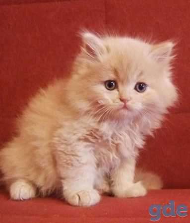Шотландские котята, фотография 1