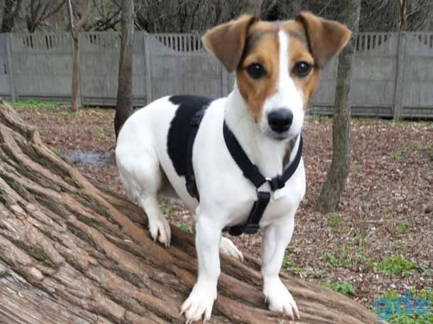 щенки джек рассел терьера, фотография 8