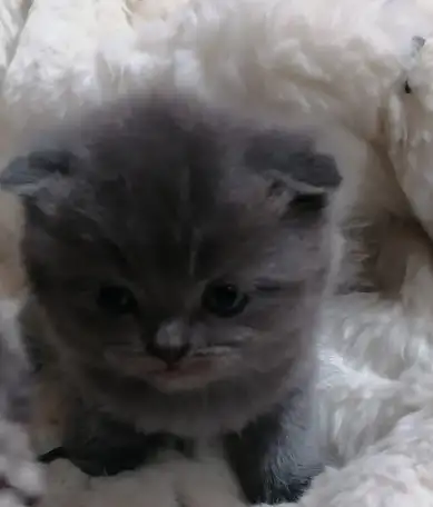 Котята вислоухие шотландские, фотография 3