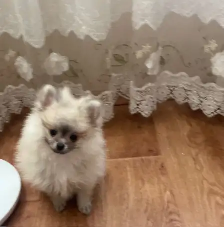 Продажа щенков померанского шпица, фотография 2