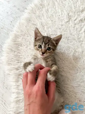 Котёнок, фотография 1
