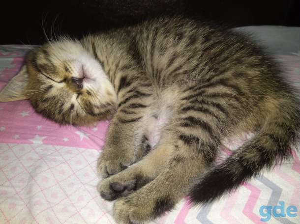 Шотландские Котята, фотография 5