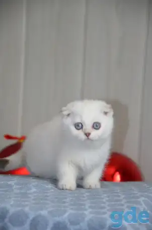 Шотландские котята, фотография 2