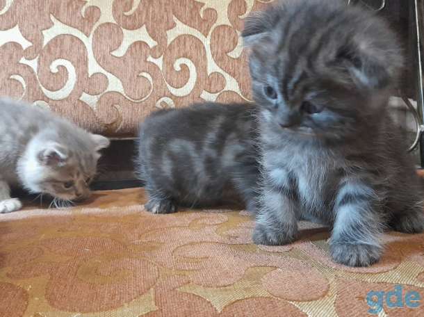 котята шотландские, фотография 8