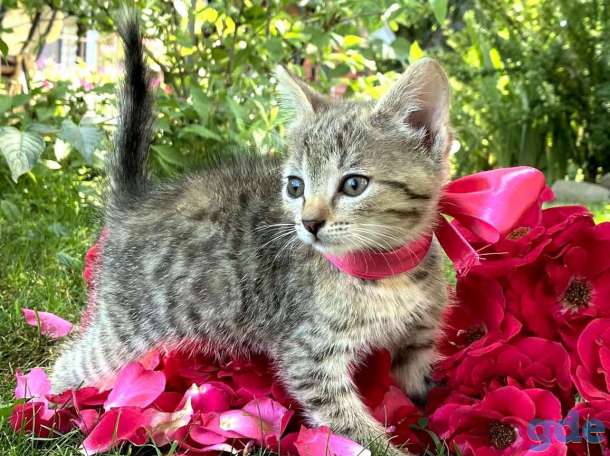 Котята, фотография 5
