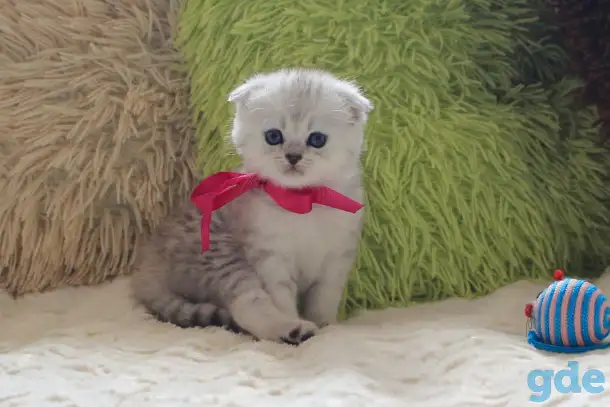 Шотландский котенок, фотография 3