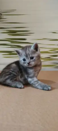 Британские котята, фотография 6