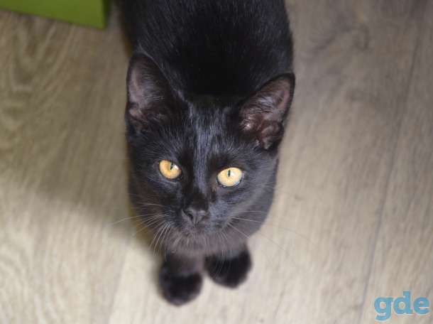 Милашка кошечка ищет дом, фотография 1