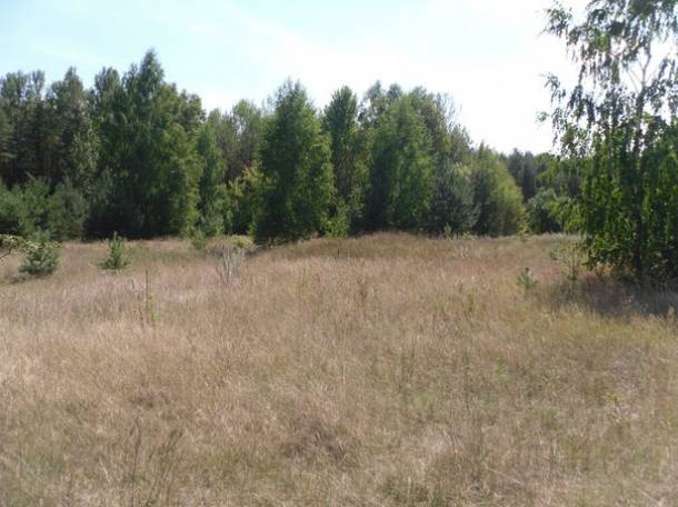 Перспективный участок в Негоничах 4,3 Га (89 км от Минска), фотография 9