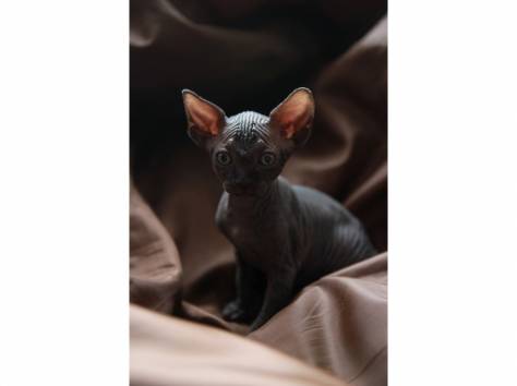 котята канадского сфинкса, фотография 4