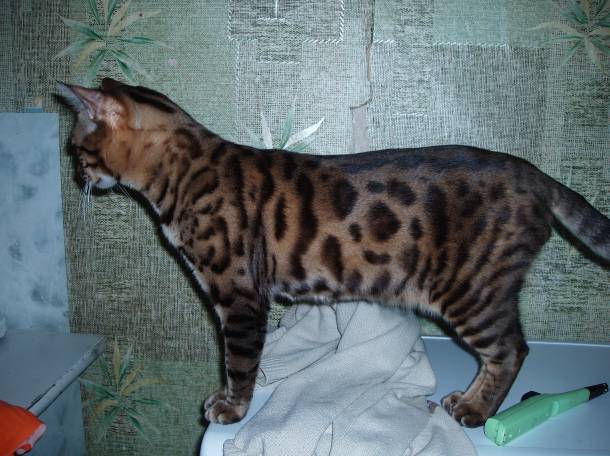 бенгальский котик, фотография 1