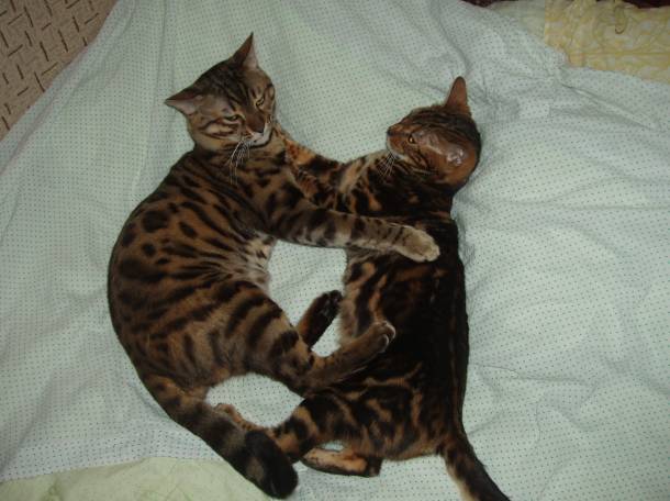 бенгальский котик, фотография 4