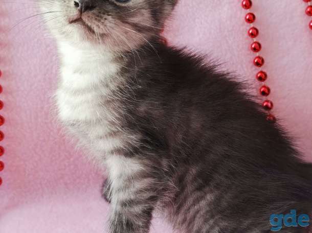 Шотландские котята, фотография 1