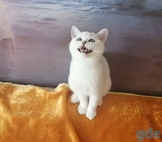 Британские котята, фотография 2