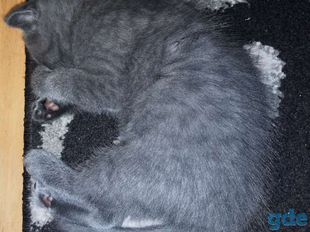 Продам британских котят, фотография 4