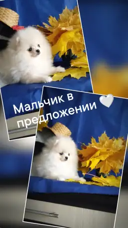 Померанский шпиц, щенки. Мини мишки, фотография 5