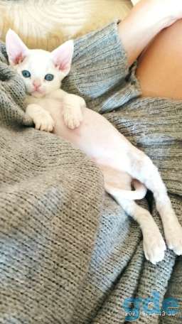 Котенок, фотография 1