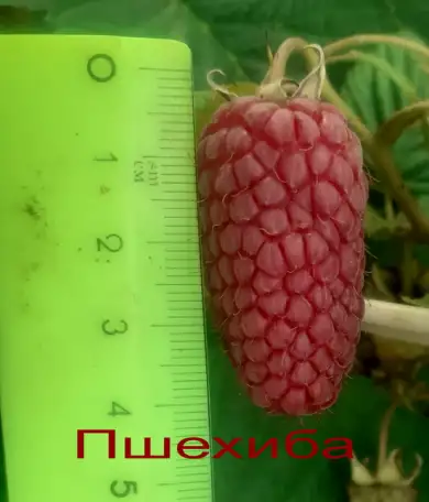 САЖЕНЦЫ КЛУБНИКИ - 50 сортов  - купить в Гомеле с питомника, фотография 6