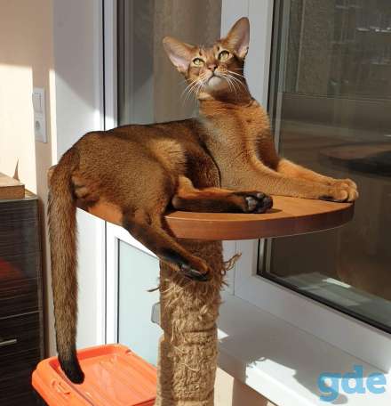 Абиссинский котенок из племенного питомника, фотография 7