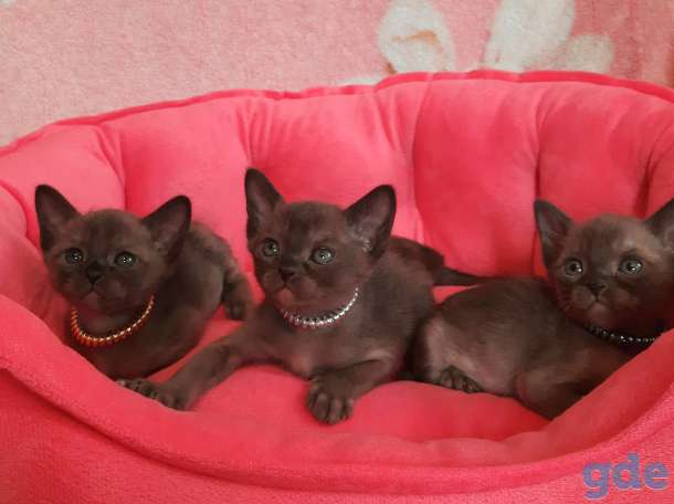 Европейская бурма, котята, фотография 1