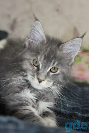 4 Котенок Мейн кун, фотография 3