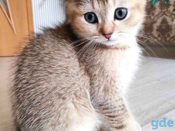 Продаются шотландские котята, фотография 1