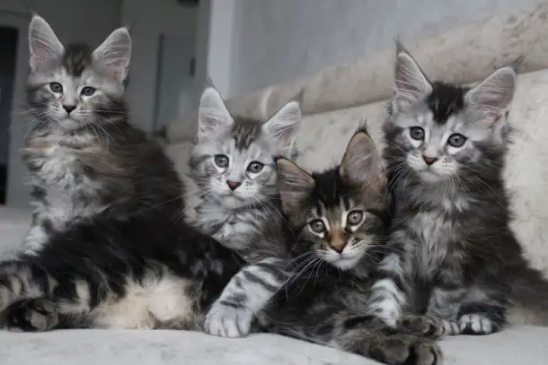 Мейн кун котята!, фотография 3