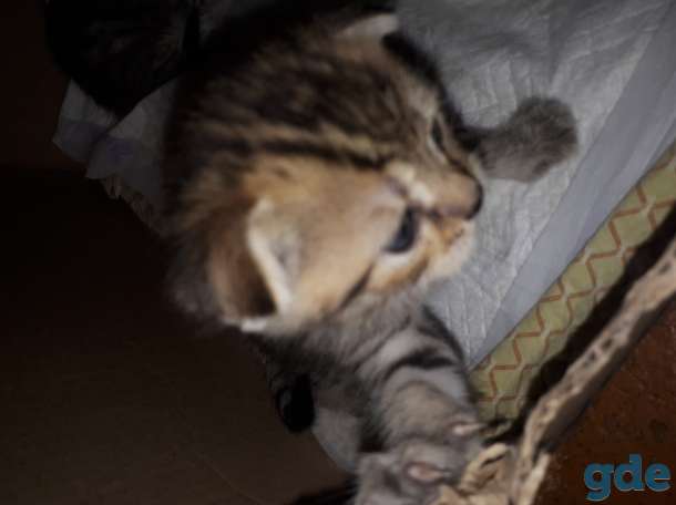 Продаются котята шотландские, фотография 3