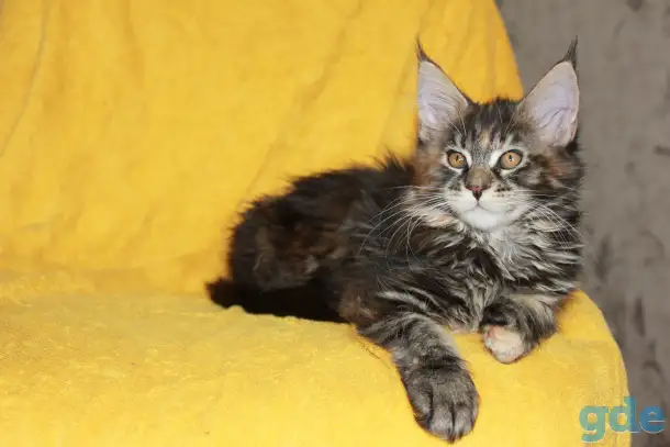 3 Котенок МЕЙН кун, фотография 2