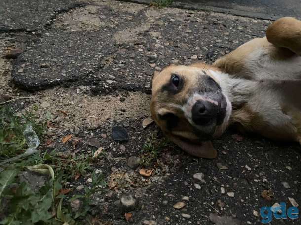 SOS. НАЙДЕНА СОБАЧКА. ХОЗЯИН ОТЗОВИСЬ., фотография 2
