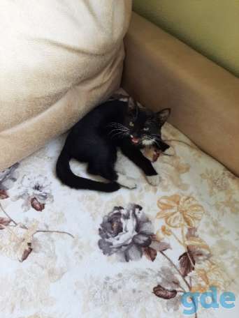 Котенок ищет дом, фотография 2