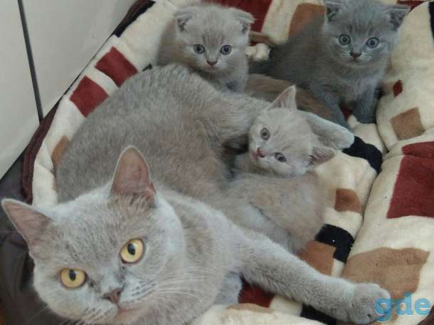 Шотландские котята, фотография 1