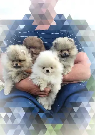 Померанский шпиц, щенки. Мини мишки, фотография 7