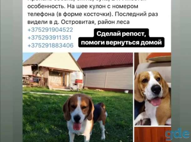 Пропал бигль сука, фотография 3