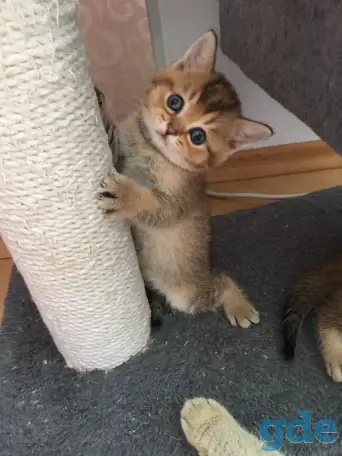 Шотландские котята, фотография 2