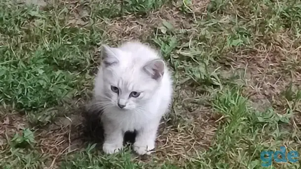 Котята в добрые руки, фотография 2