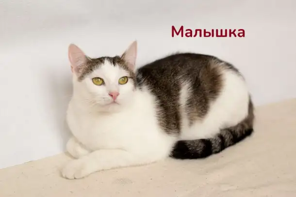 Чудесные кошечки-сестрички Малышка и Мура в дар, фотография 3