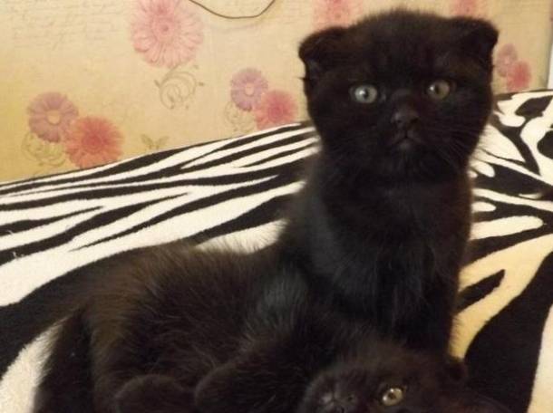 Продам Шотландских котят, фотография 1