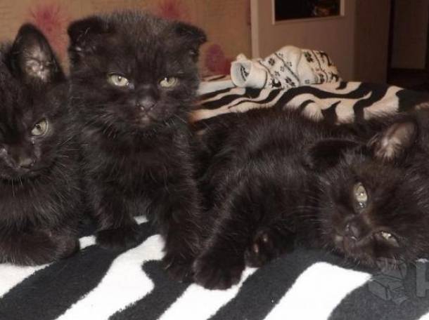 Продам Шотландских котят, фотография 2