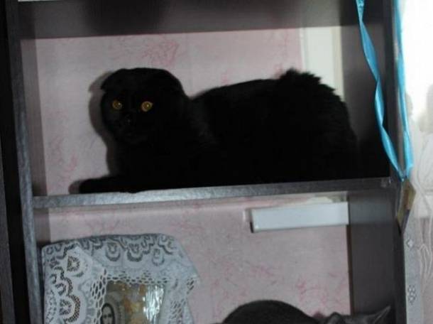 Продам Шотландских котят, фотография 4