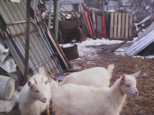 Продам козочек , фотография 2