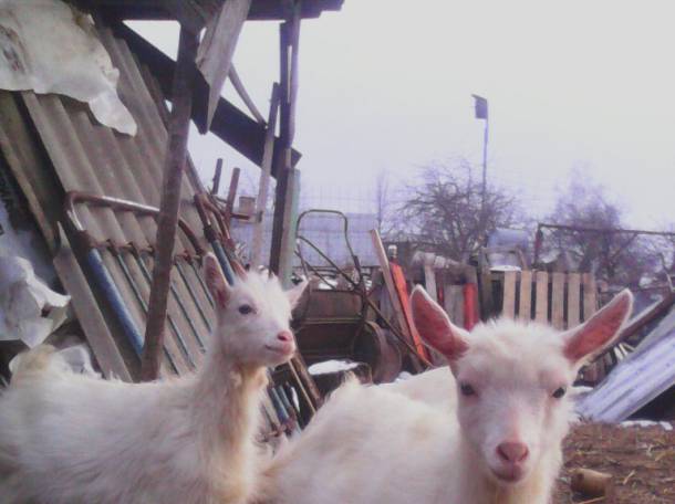 Продам козочек , фотография 5