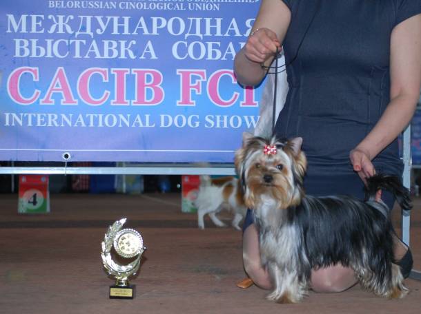Щенок йорка. На выставке в Минске получила титул 