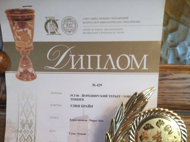 Щенок йорка. На выставке в Минске получила титул 