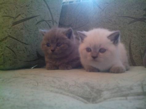 Британские короткошерстные котята, фотография 1