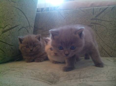 Британские короткошерстные котята, фотография 2